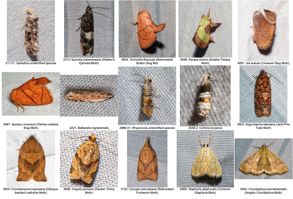 moths 2